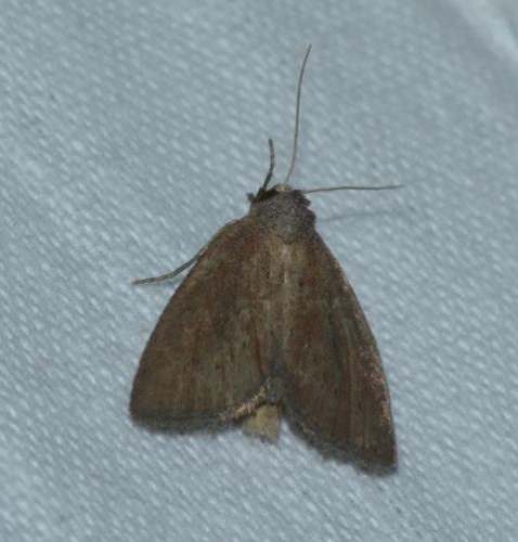 Coenobia rufa