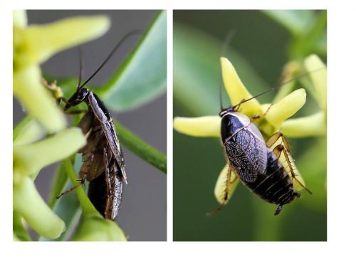 Ectobius sylvestris
