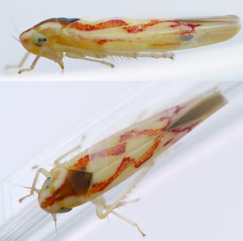 Zygina flammigera