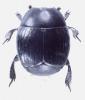Hister unicolor unicolor