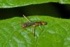 177089 – Photo : D. Martinez – Philippines