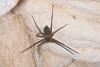 177585 – Photo : D. Martinez – Philippines