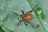 177541 – Photo : D. Martinez – Philippines
