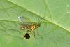 177974 – Photo : D. Martinez – Philippines