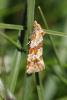 177440 – Photo : Chatrice – France (05)