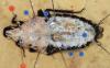 Blaberus atropos