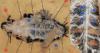 Blaberus atropos