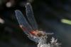 Sympetrum sanguineum