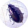 Poecilus cupreus