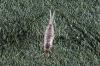 Tomocerus minor