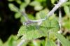 177189 – Photo : Fabricius – France (20)