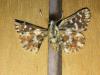 177831 – Photo : Limenitis78 – France (73)