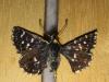 177830 – Photo : Limenitis78 – France (73)