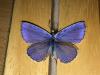 177826 – Photo : Limenitis78 – France (73)