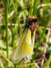 177256 – Photo : Lionel Casset – France (34)