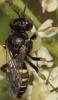 177372 – Photo : Christine DEVILLERS – Belgique