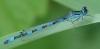 Coenagrion mercuriale