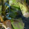 Coenagrion mercuriale