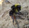 177247 – Photo : Catherine Reymonet-Smitten – France (31)