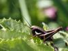 177371 – Photo : Lionel Casset – France (34)
