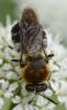 177553 – Photo : Christian Berquer – France (50)