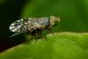 177218 – Photo : Christophe Quintin – France (21)