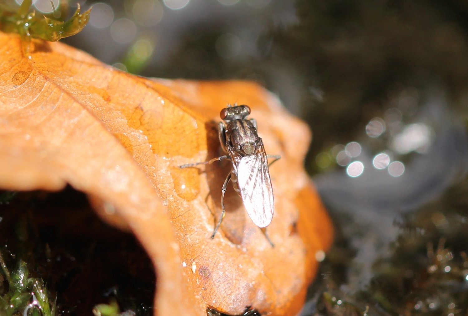 clovis - Ochthera sp. - réf. 177749 (1500 x 1014 pixels, 155 ko)