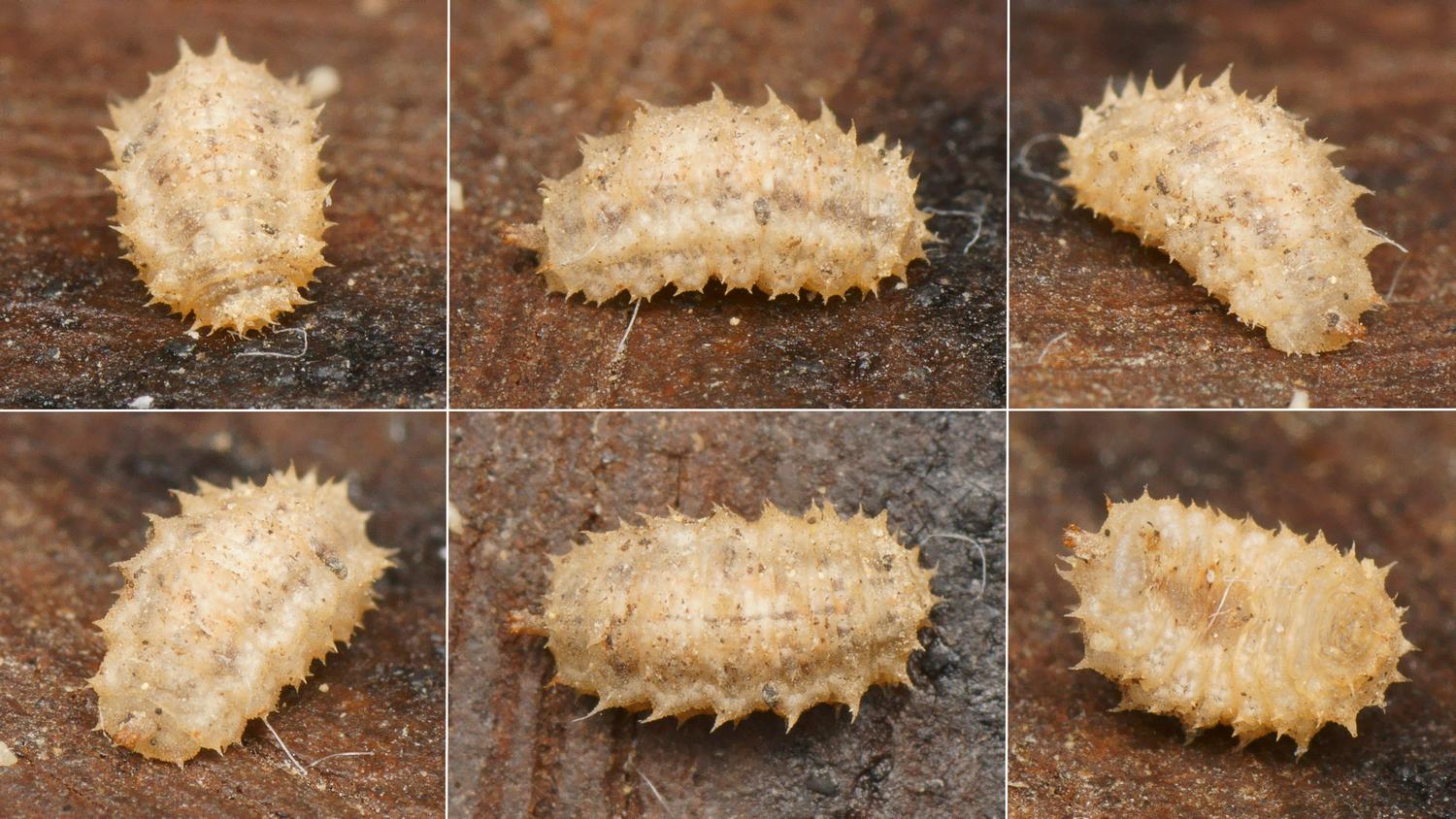 Pierre Gros - Paragus (Pandasyopthalmus) sp. - réf. 177232 (1500 x 844 pixels, 212 ko)