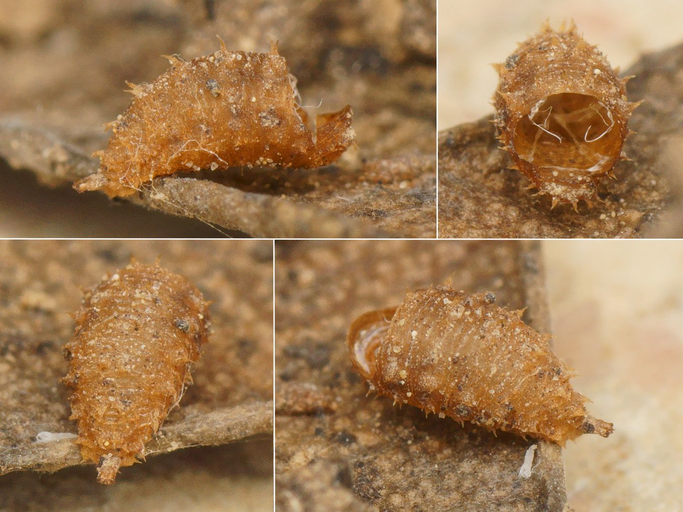Pierre Gros - Paragus (Pandasyopthalmus) sp. - réf. 177308 (1350 x 1013 pixels, 213 ko)