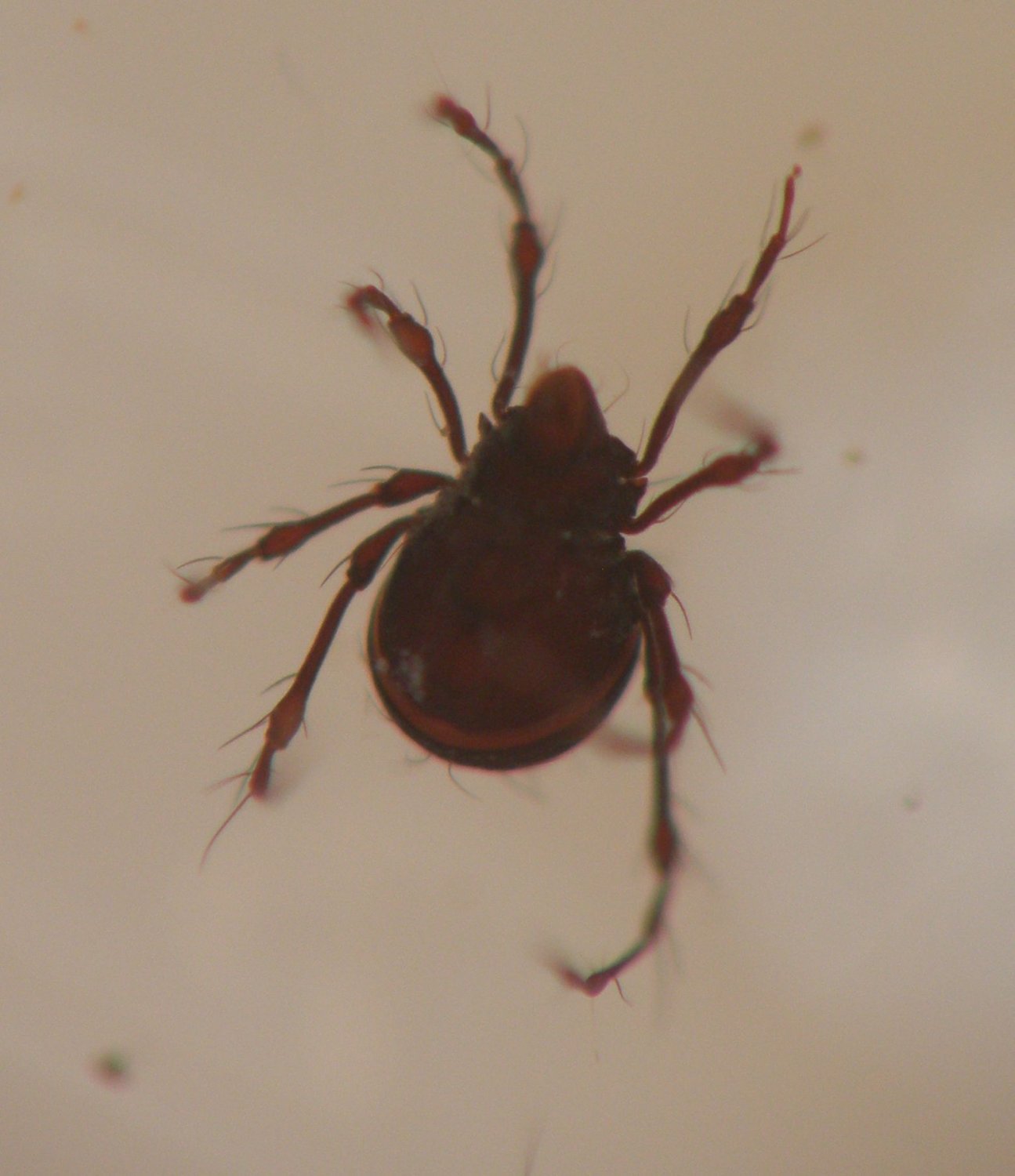 Alexanor - Damaeus (Paradamaeus) clavipes - réf. 177755 (1295 x 1500 pixels, 154 ko)