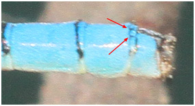 Benoit Guillon - Paracercion malayanum - réf. 177903 (285 x 155 pixels, 21 ko)