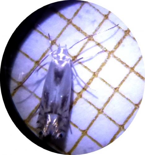 Phyllocnistis unipunctella