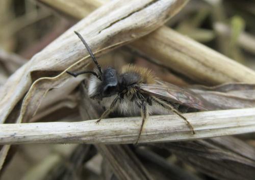 Andrena praecox