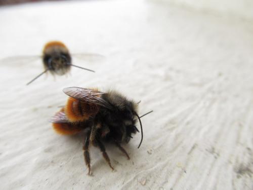 Osmia cornuta