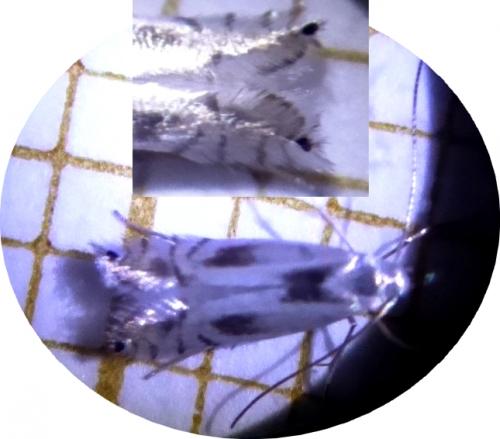 Phyllocnistis unipunctella