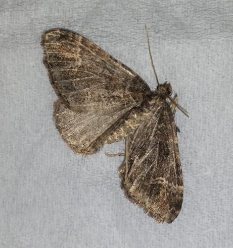 Catarhoe basochesiata