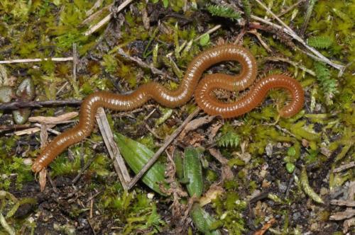 Himantarium gabrielis