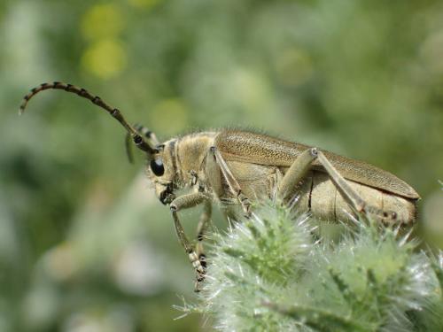 Réf. 178 287 : Oxylia duponchelii