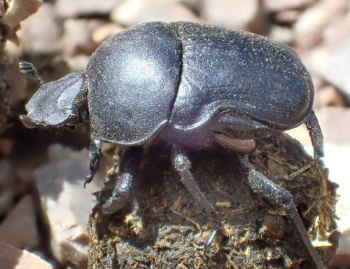 Réf. 178 165 : Gymnopleurus sp.