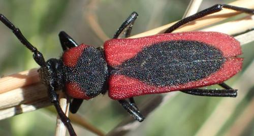 Purpuricenus globulicollis