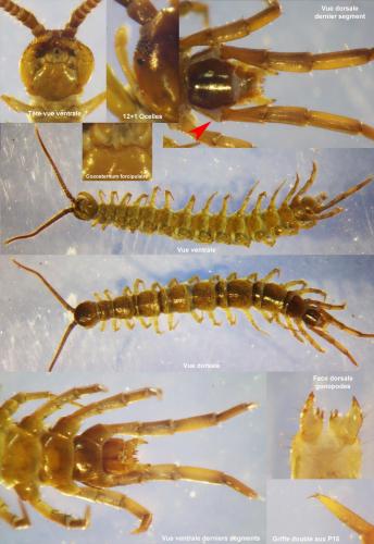 Lithobius lusitanus valesiacus