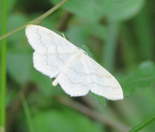 Réf. 178 524 : Scopula floslactata