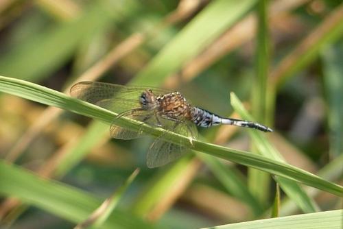 Réf. 178 544 : Acisoma inflatum