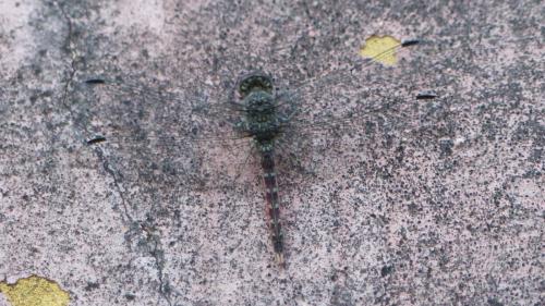 Bradinopyga strachani