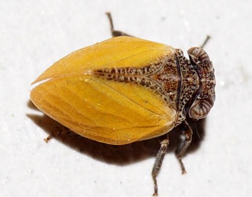 Réf. 178 268 : Hysteropterum vasconicum