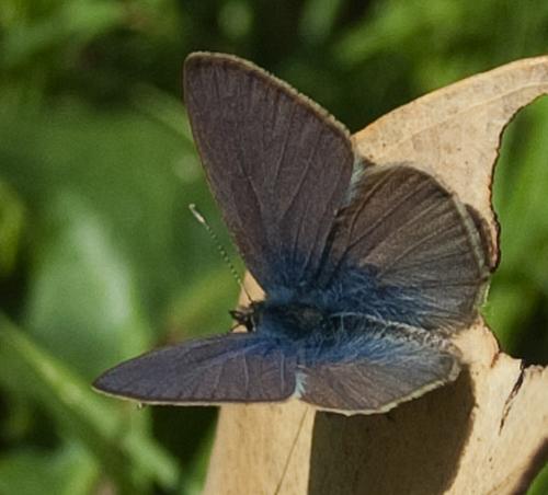 Réf. 178 665 : Leptotes pirithous
