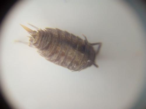 Porcellionides pruinosus