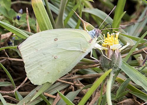 Catopsilia pomona