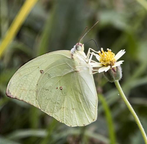 Catopsilia pomona