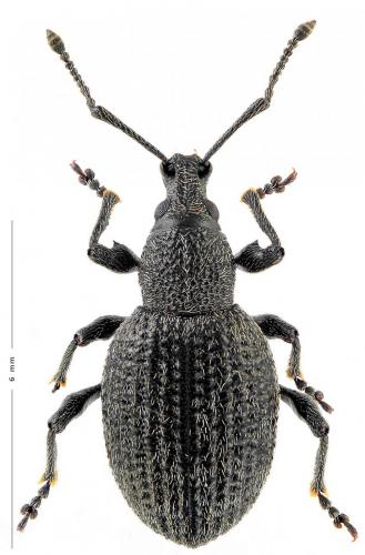 Otiorhynchus nubilus